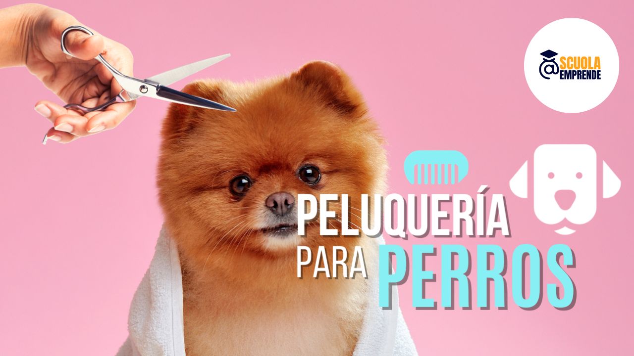 Cómo elegir la mejor máquina profesional para tu peluquería canina ::  Equipamiento y productos para peluqueros caninos